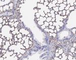 STING Antibody in Immunohistochemistry (Paraffin) (IHC (P))