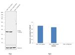 STING Antibody in Western Blot (WB)