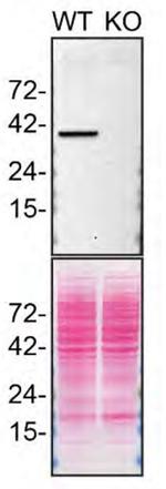 STING Antibody in Western Blot (WB)