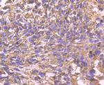 Cyclophilin F Antibody in Immunohistochemistry (Paraffin) (IHC (P))