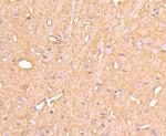 Cyclophilin F Antibody in Immunohistochemistry (Paraffin) (IHC (P))