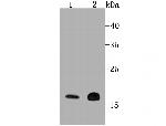 Cyclophilin F Antibody in Western Blot (WB)