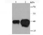 DDAH1 Antibody in Western Blot (WB)