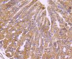 TXNIP Antibody in Immunohistochemistry (Paraffin) (IHC (P))