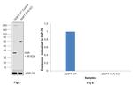 HuR Antibody in Western Blot (WB)