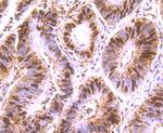 HuR Antibody in Immunohistochemistry (Paraffin) (IHC (P))