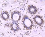 HuR Antibody in Immunohistochemistry (Paraffin) (IHC (P))