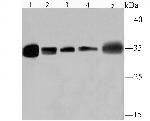 HuR Antibody in Western Blot (WB)