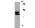 Cullin 1 Antibody in Western Blot (WB)