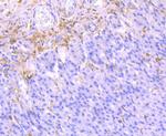 Galectin 1 Antibody in Immunohistochemistry (Paraffin) (IHC (P))