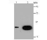 Galectin 1 Antibody in Western Blot (WB)