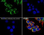 JAK1 Antibody in Immunocytochemistry (ICC/IF)