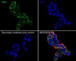 JAK1 Antibody in Immunocytochemistry (ICC/IF)