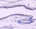 TFF1 Antibody in Immunohistochemistry (Paraffin) (IHC (P))