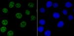 NRF1 Antibody in Immunocytochemistry (ICC/IF)