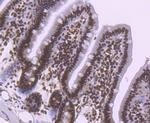 NRF1 Antibody in Immunohistochemistry (Paraffin) (IHC (P))