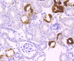 Klotho Antibody in Immunohistochemistry (Paraffin) (IHC (P))