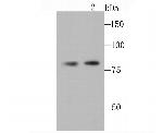 OPA1 Antibody in Western Blot (WB)