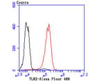 TLR2 Antibody in Immunocytochemistry (ICC/IF)