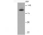 SATB2 Antibody in Western Blot (WB)