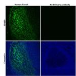 CD11b Antibody in Immunohistochemistry (Paraffin) (IHC (P))