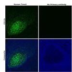 CD11b Antibody in Immunohistochemistry (Paraffin) (IHC (P))