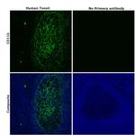 CD11b Antibody in Immunohistochemistry (Paraffin) (IHC (P))