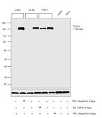 CD11b Antibody in Western Blot (WB)