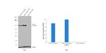 CD11b Antibody in Western Blot (WB)