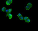 CD11b Antibody in Immunocytochemistry (ICC/IF)