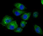 IFITM3 Antibody in Immunocytochemistry (ICC/IF)