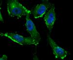 IFITM3 Antibody in Immunocytochemistry (ICC/IF)