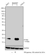 IFITM3 Antibody in Western Blot (WB)