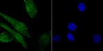 Histone Macro-H2A.1 Antibody in Immunocytochemistry (ICC/IF)