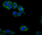 Zyxin Antibody in Immunocytochemistry (ICC/IF)