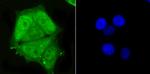 PSMA1 Antibody in Immunocytochemistry (ICC/IF)