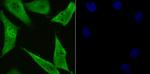 PSMA1 Antibody in Immunocytochemistry (ICC/IF)