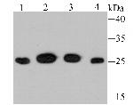 PSMA1 Antibody in Western Blot (WB)