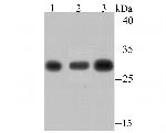 PSMA1 Antibody in Western Blot (WB)