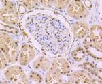 DDB1 Antibody in Immunohistochemistry (Paraffin) (IHC (P))