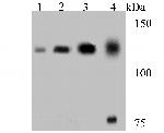 DDB1 Antibody in Western Blot (WB)