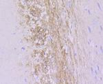 alpha Internexin Antibody in Immunohistochemistry (Paraffin) (IHC (P))