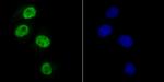 SAMHD1 Antibody in Immunocytochemistry (ICC/IF)