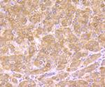 HSD11B1 Antibody in Immunohistochemistry (Paraffin) (IHC (P))