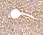 HSD11B1 Antibody in Immunohistochemistry (Paraffin) (IHC (P))