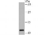 H3K14ac Antibody in Western Blot (WB)