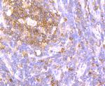 ATG3 Antibody in Immunohistochemistry (Paraffin) (IHC (P))