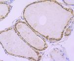 ATG3 Antibody in Immunohistochemistry (Paraffin) (IHC (P))