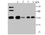 ATG3 Antibody in Western Blot (WB)