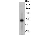 LOX Antibody in Western Blot (WB)